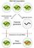 transgenerational memory roundworms