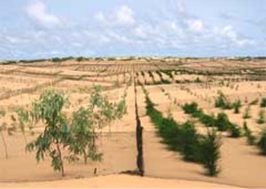 20 African Nations Together To Build 7600 KM Great Green Wall (1)