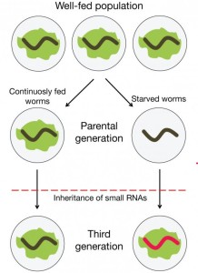 transgenerational memory roundworms