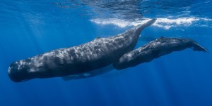 The language of sperm whales Interview with Dr Shane Gero part 1