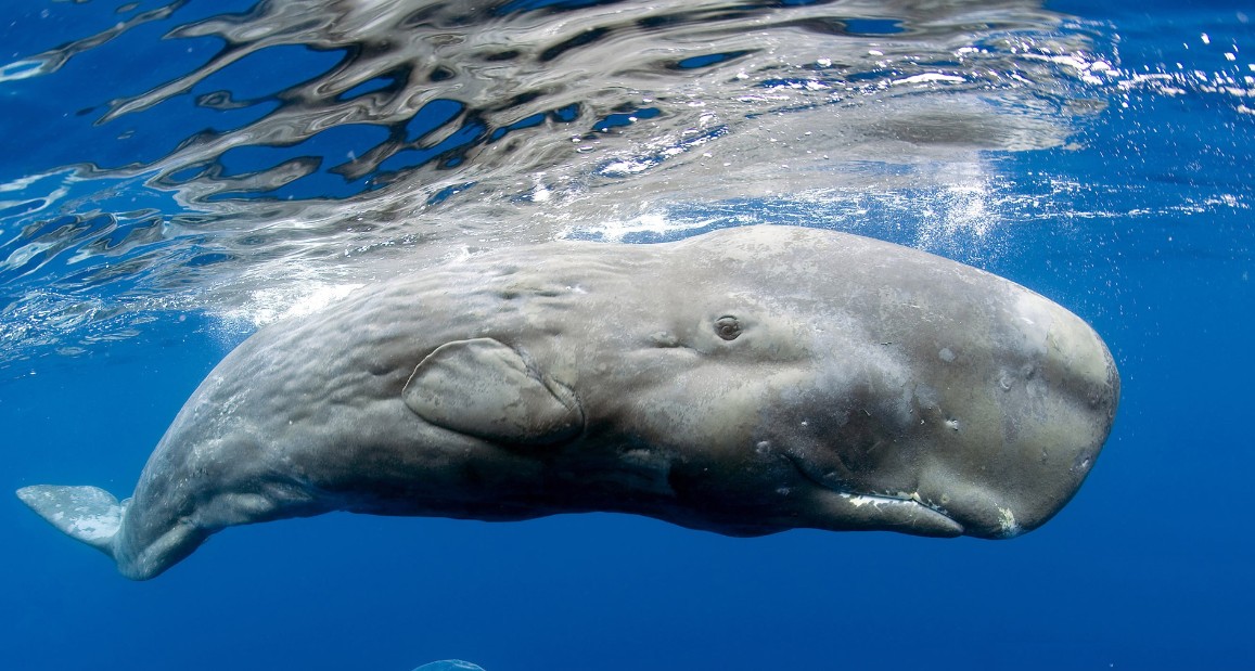 The language of sperm whales Interview with Dr Shane Gero part 1