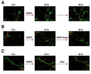 Memories are stored in nuclei, not synapses, and therefore can be restored, shows new research (2)