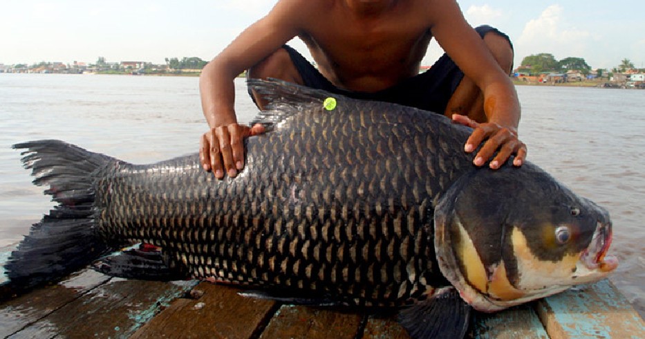 New Chinese dams threaten to damage Cambodia's fishing industry