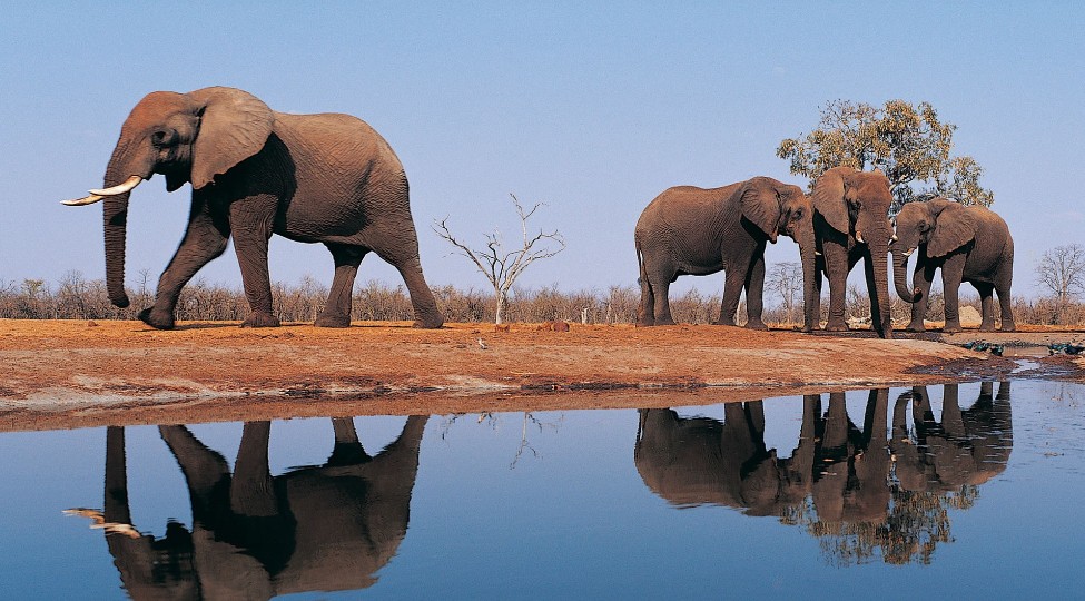 Zimbabwe has too many elephants - exporting some to China, other nations to take care of