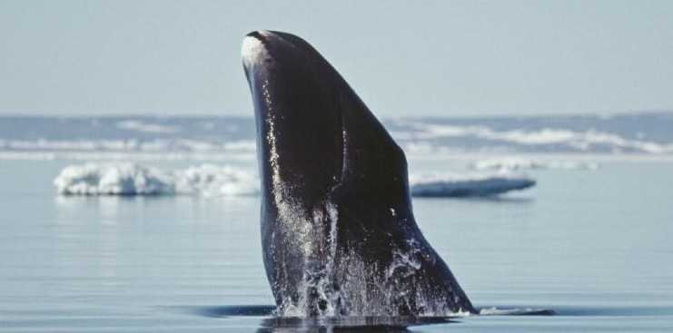 Genome mapped for bowhead whale, which can live 200 years