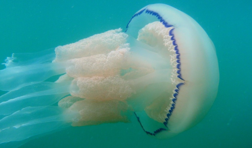 Jellyfish show incredibly advanced orientation abilities, can detect and respond to ocean currents (1)