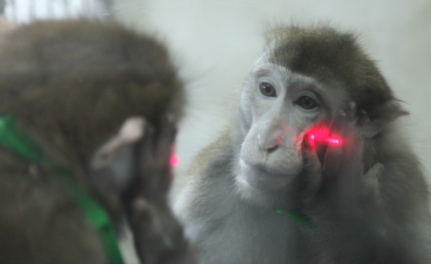 Monkeys learn to recognize themselves in mirrors - new research