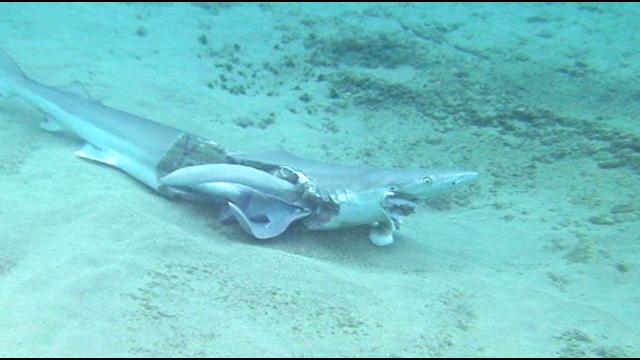 Shark carcass found in Makaha Beach