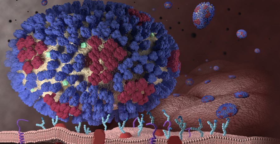 Universal flu vaccine on the horizon with discovery of new class of antibodies (2)
