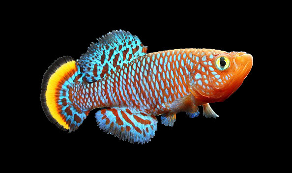 Researchers find short-lived model for long-life research in African killifish