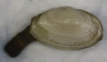 Steamer clam